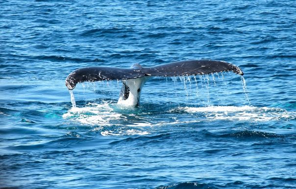 Avvistatore di balene - Il corso a Savona di Whale watching