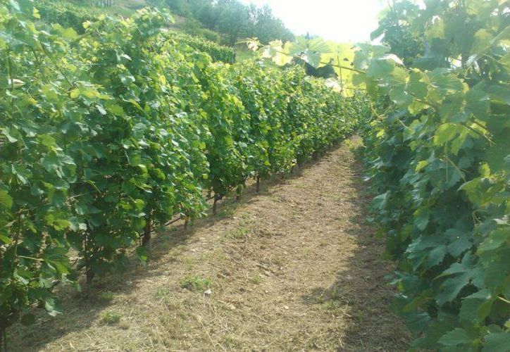 Langhe Monferrato Roero: paesaggio vitivinicolo Unesco super stellato!