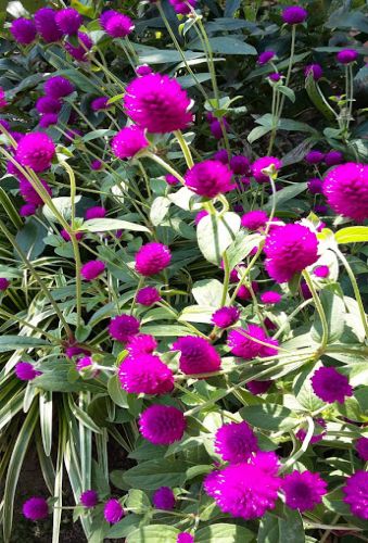 Bianca Garden - summer flowers
