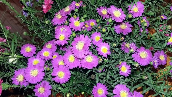 Bianca Garden - Tempo di settembrine o Aster
