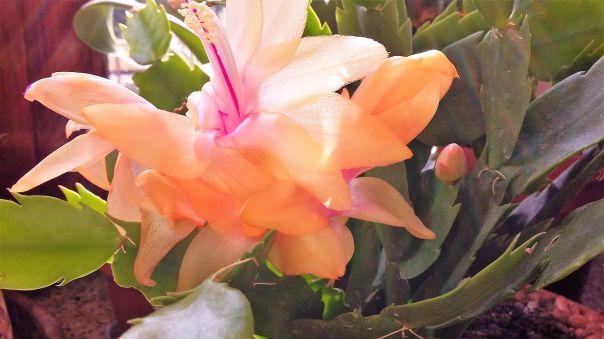 Bianca Garden - Schlumbergera lingua di suocera