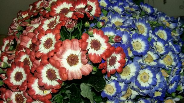 Bianca Garden - La Cineraria induce alla calma