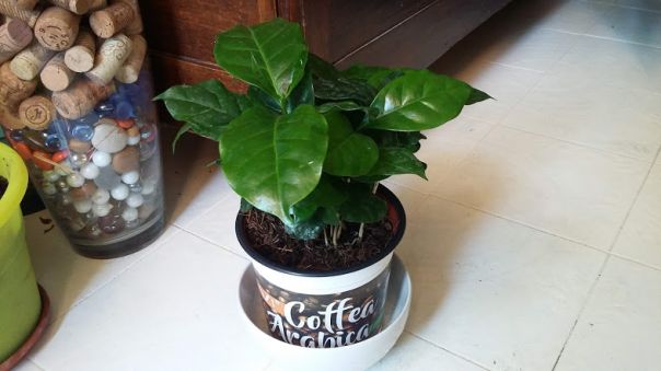 La pianta del caffè: coffea arabica 