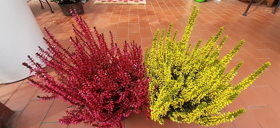 Erica - arbusto originario del Sudafrica e le sue 700 specie