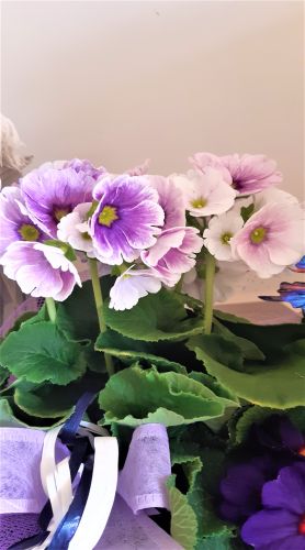 La primula obconica - aria di primavera
