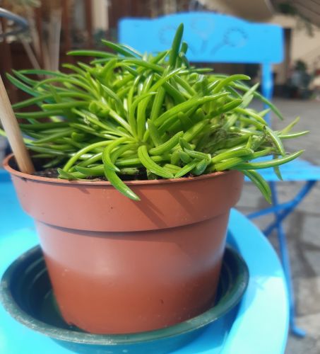 Senecio Archeri Himalaja 