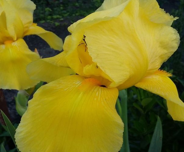 Il linguaggio dei fiori: iris o rosa
