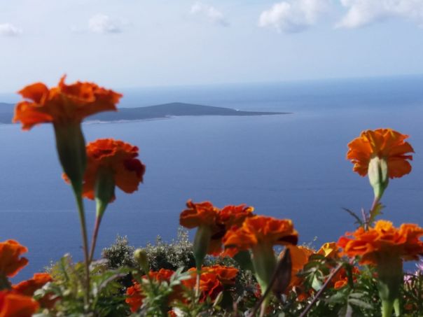 Isola Losinj in Croazia coi suoi meravigliosi delfini