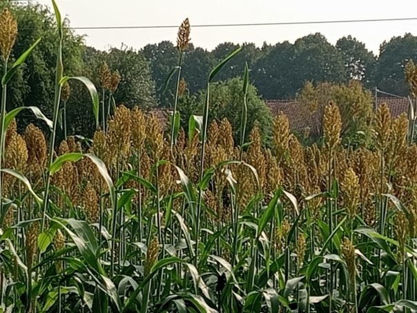 Il sorgo saggina - Bianca Garden