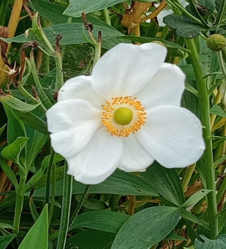 Anemone ottombrino   