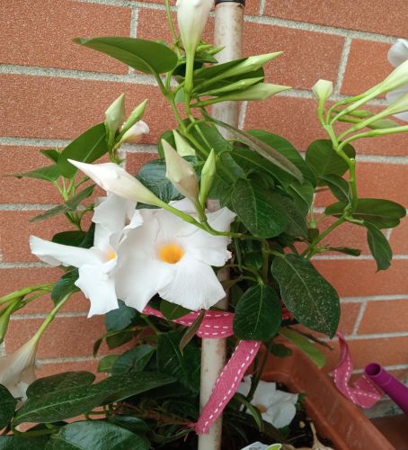 Dipladenia la rampicante dei balconi -