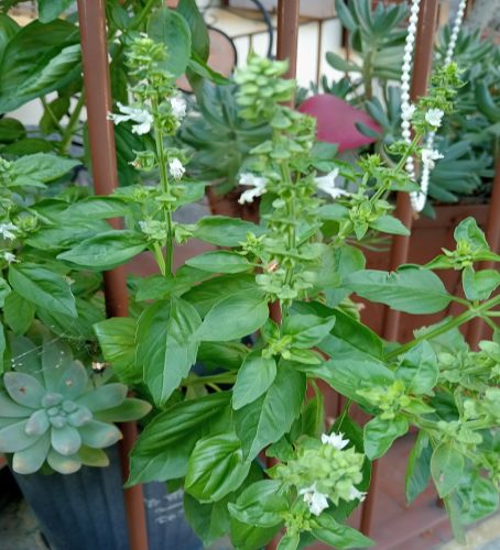Fiori di #basilico e #olioaromatizzato #preparazione 