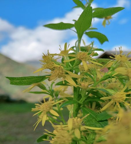 Solidago la verga d/oro che cura le ferite - Pianta