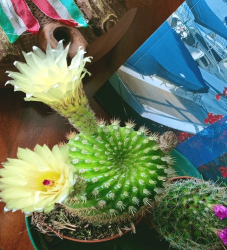 Fiori e piante #Cactus #Verbania #giardinifioriti 