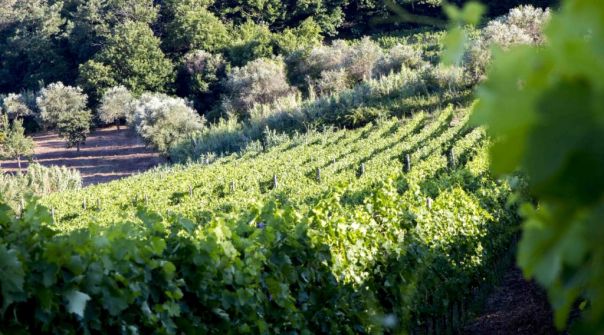 Gusto Italiano presenta i suoi Brand: Ripanero