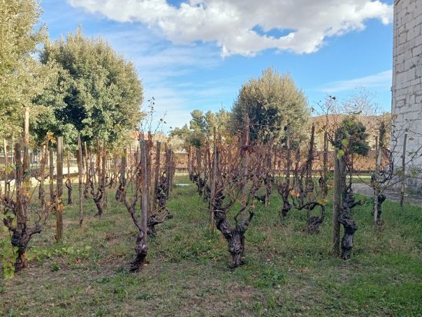 Cermignano Lii Cillitte ed il Montonico