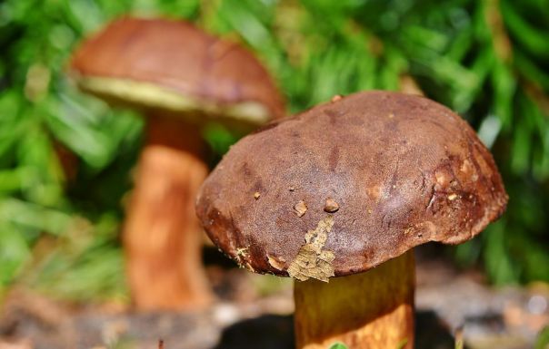 Sapori d\'autunno - Gusto Italiano - Mangiamo lo squalo? 