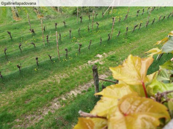 Cartoline di primavera Val di Non  