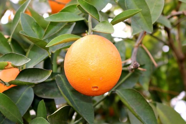 Sanremo: dopo i big, il taste del liquore di chinotto 