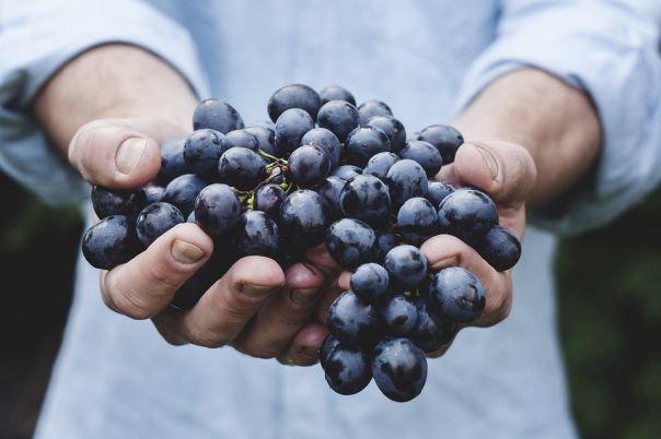 Tempo di vendemmia - Italia leaderships mondiale nella produzione  