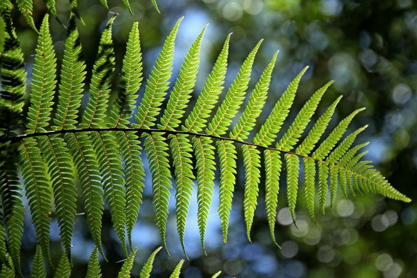 Diventare natural e bio