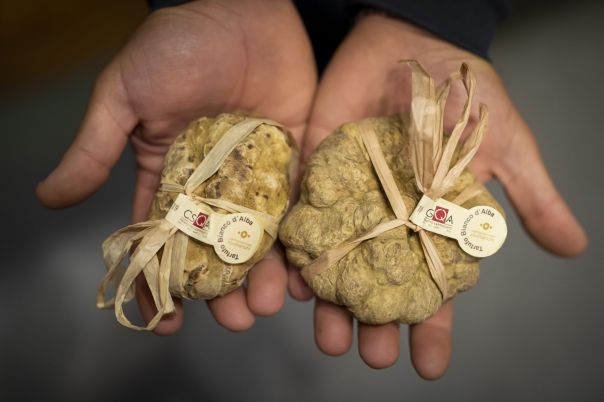 Fiera internazionale del Tartufo 2020 - Novità: Truffle Hub