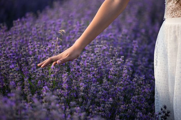 Casa sull\'albero tra la lavanda - Viterbo