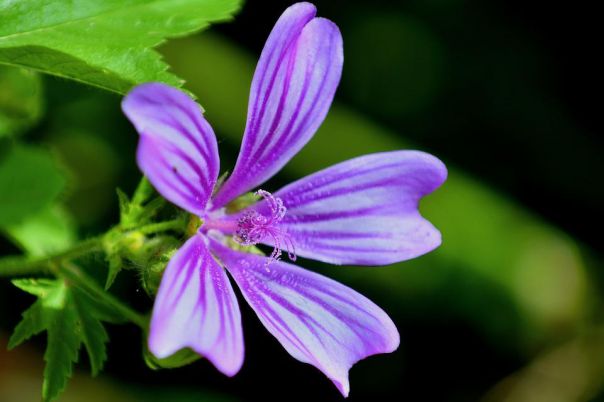 Ormea Valle Tanaro Erbe di primavera - fino al 19 giugno