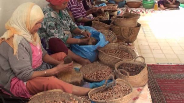 Dal Marocco, ai margini del Sahara l' olio d' Argan 