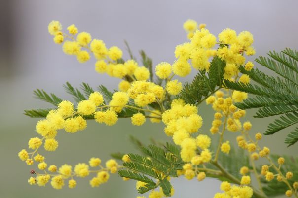 Festa della Mimosa a Mandelieu La Napoule