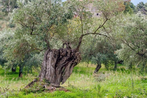 Castellalto ed il tortiglione - curiosità - Abruzzo Food Experience