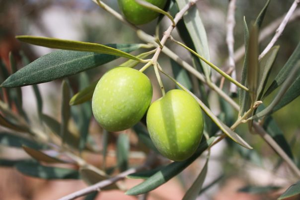 #Anatra alle olive - #ricetta #canardauxolives