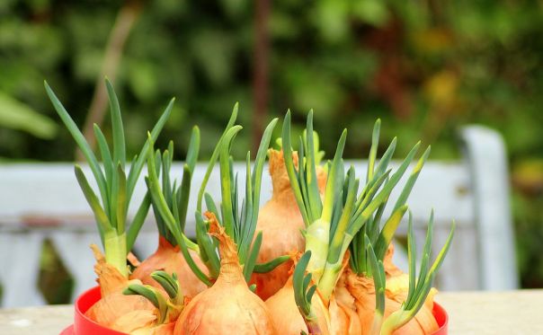 Cibo pregiato: le cipolline di Ivrea 