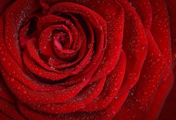 Se volete farla impazzire invitatela per un aperitivo alle rose
