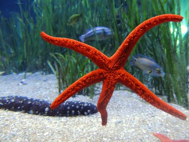 Alle Maldive il ristorante 5 metri sotto il livello del mare 