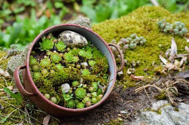 Arredare il garden roccioso con allegria 