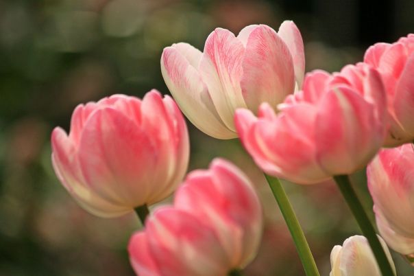 #Euroflora - #Genova - 24aprile 2025